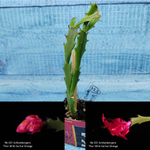 Schlumbergera Thor Wild Cactus Orange (Декабрист)