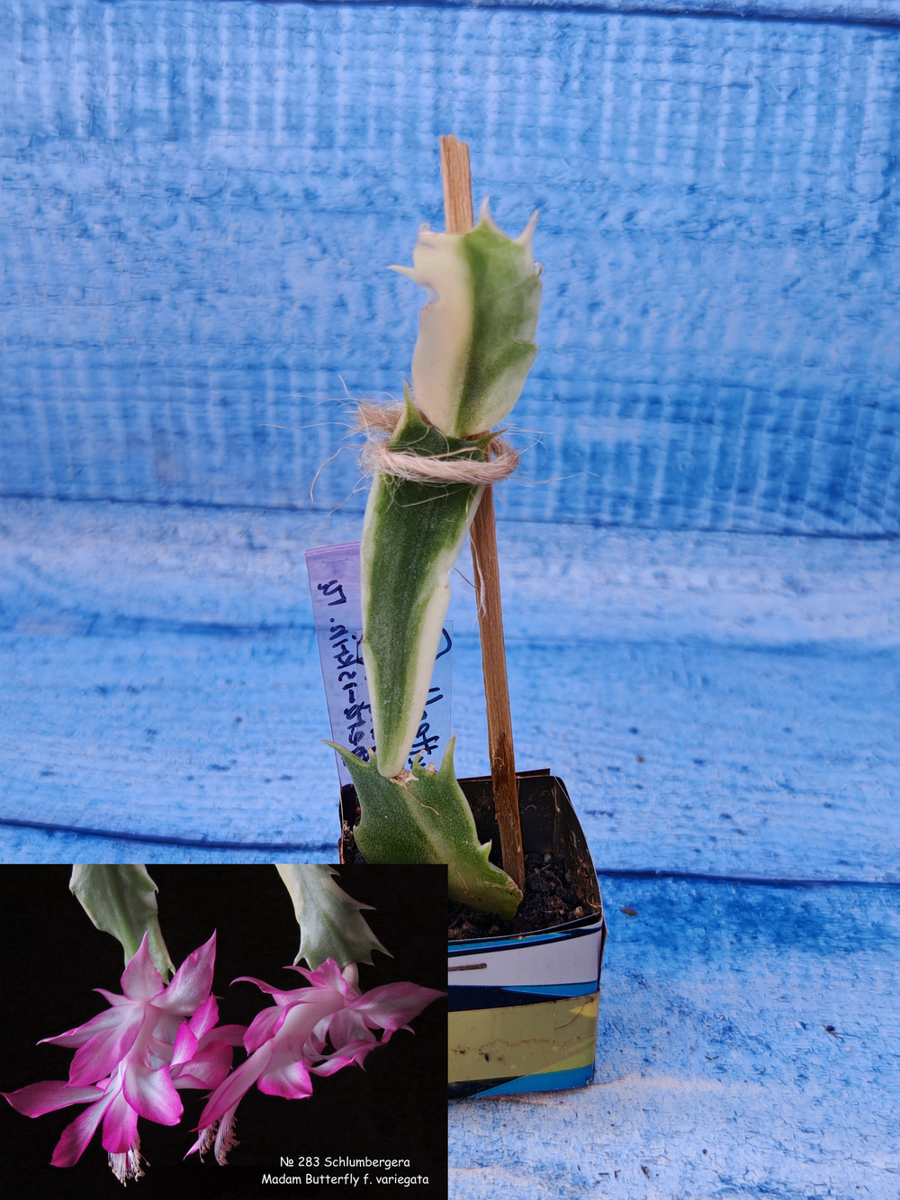 Schlumbergera cv. Madam Butterfly f. variegata (Шлюмбергера)