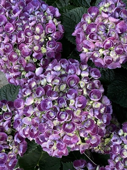 Bric a Brac Lilas (Брик-А-Брэк Лилас) (фиолетовый) Р14 Европа (цветущая)