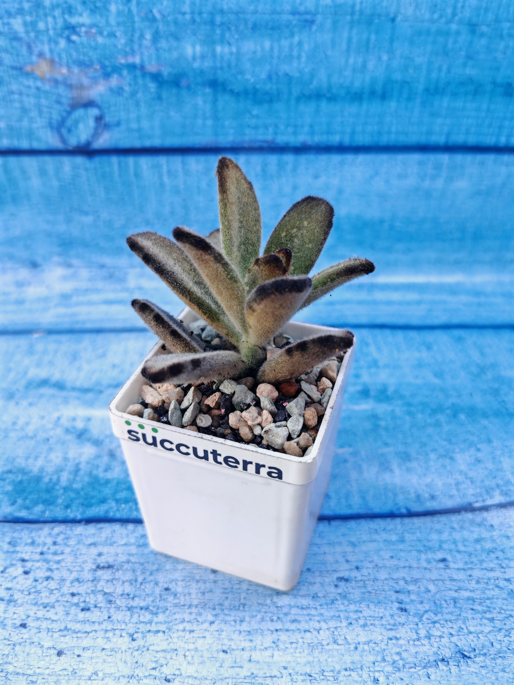 Kalanchoe Tomentosa Chocolate Soldier (Каланхоэ)