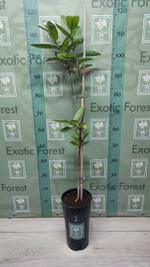 Psidium Guajava