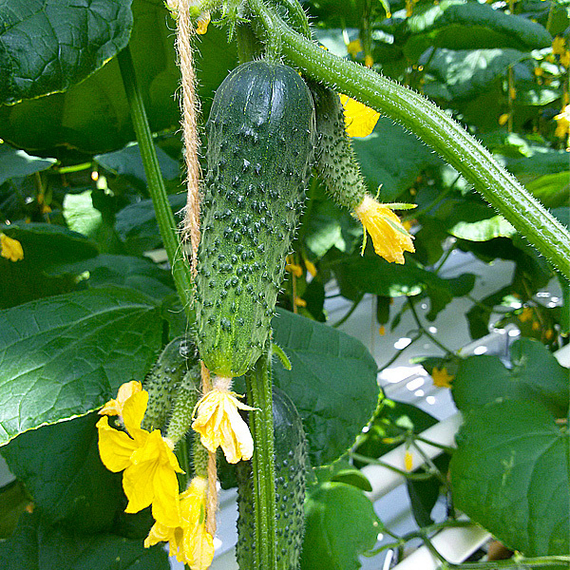 Герман_F1_семена_огурца_партенокарпического_Seminis_культура – фото 4