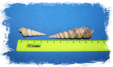 Турителла дупликата, 4-9см, 100гр, 12шт