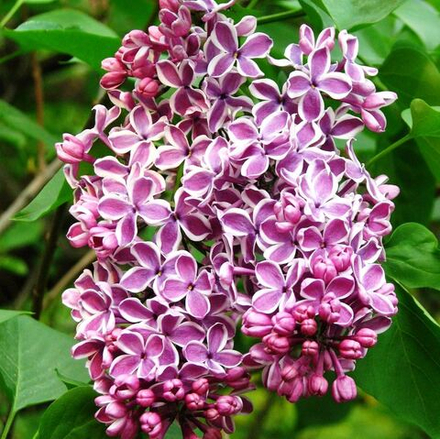 Сирень vulgaris Sensation