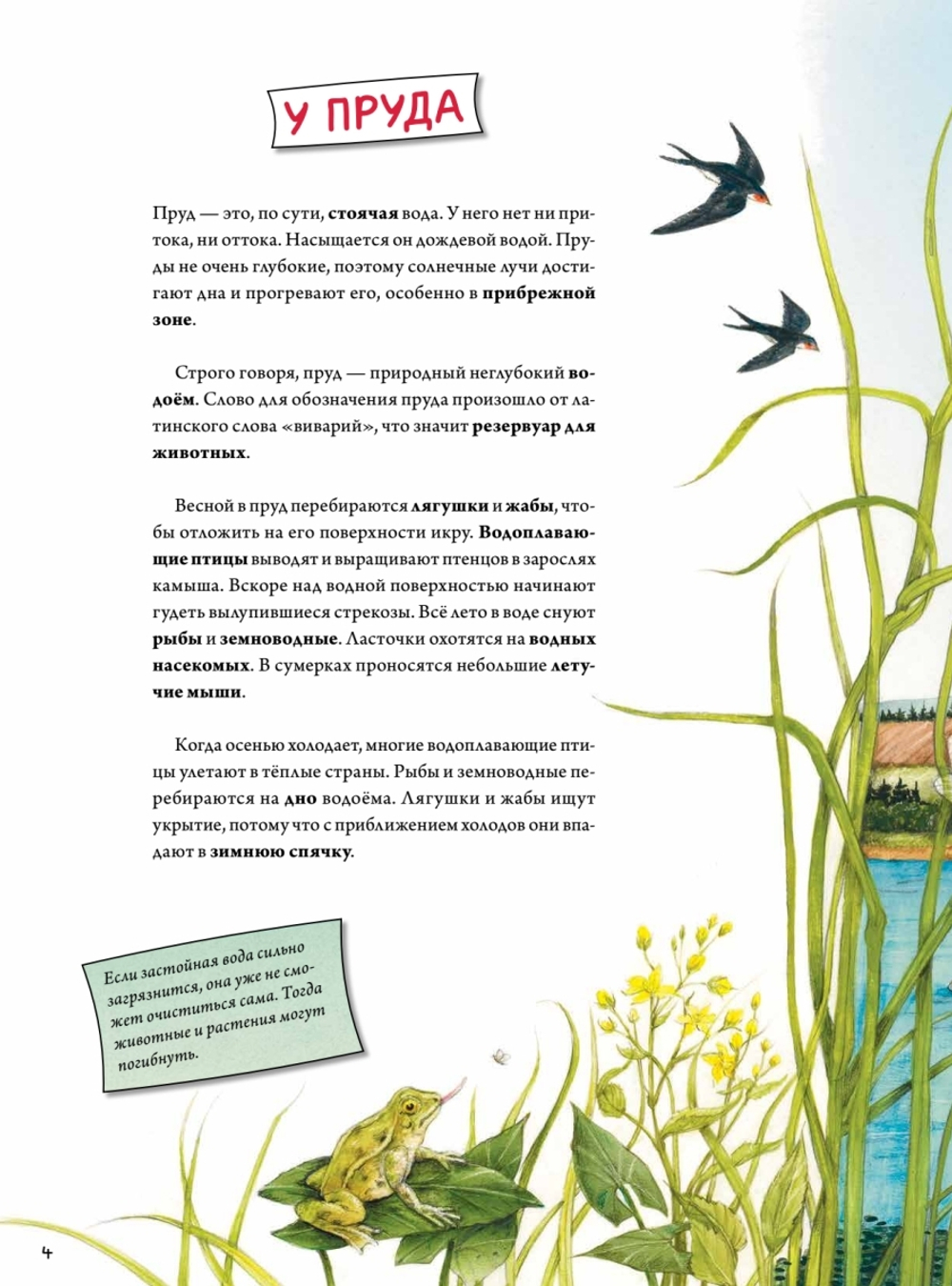 Животные и растения рек, озёр и морей. BIObook А. Толмачёва