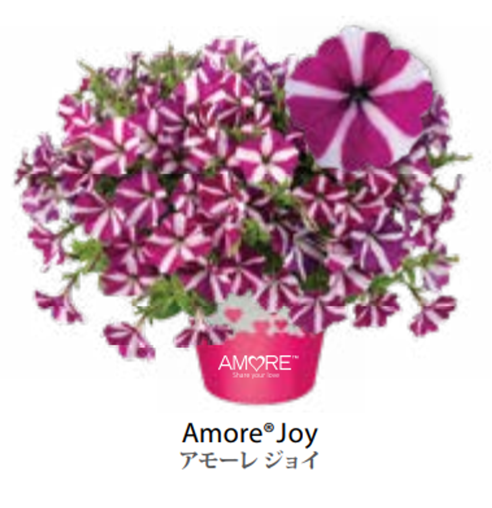 ЕВРО Петуния AMORE Joy ЕВРО укорененный черенок СЕРЕДИНА НОЯБРЯ поставка 1