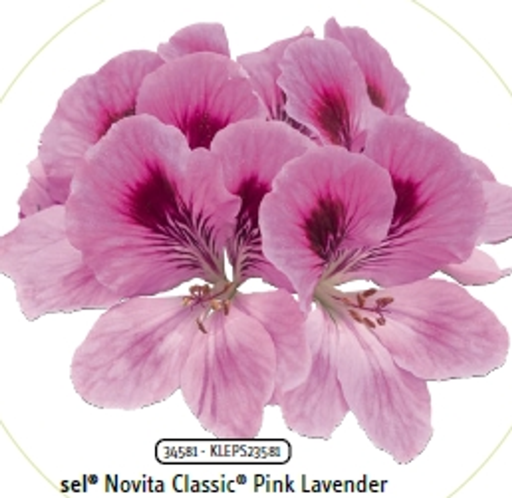 Пеларгония королевская Novita classic Pink Lavender ЕВРО укорененный черенок ОКС