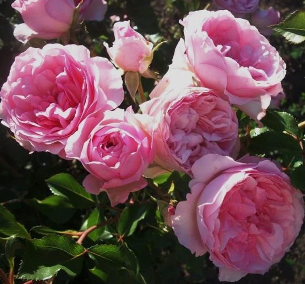 Розрэ дю Шатле (Roseraie Du Chatelet)