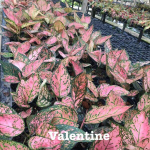 Аглаонема VALENTINE (A196)
