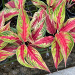 Аглаонема RED PANAMA