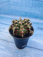 Gymnocalycium T-Rex Pink hybrid (Гимнокалициум T-rex)