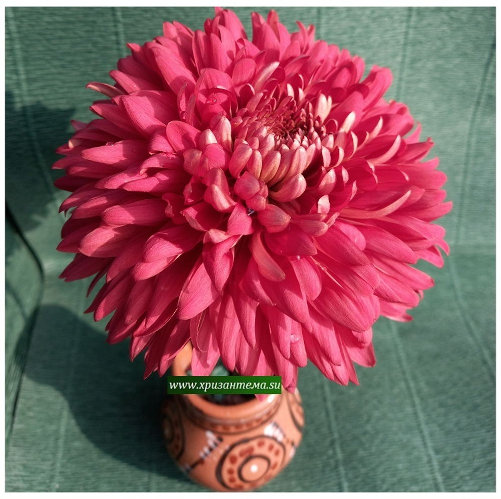 Хризантема крупноцветковая Misty Red/ан 26 отгрузка май 26г/