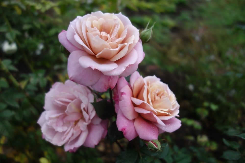 Пэмз Чойз (Pam's Choice)