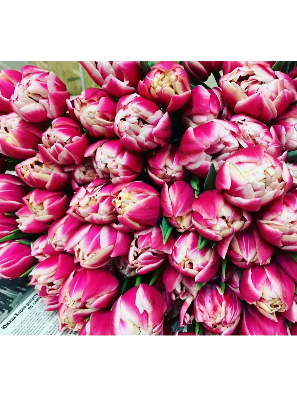 Тюльпаны пионовидные ,луковицы 12+ сорт COLUMBUS (3штуки)