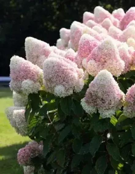 Гортензия метельчатая Самер Лав 7,5л