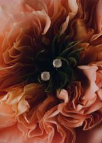 Серьги Crystal Circle с розовым халцедоном