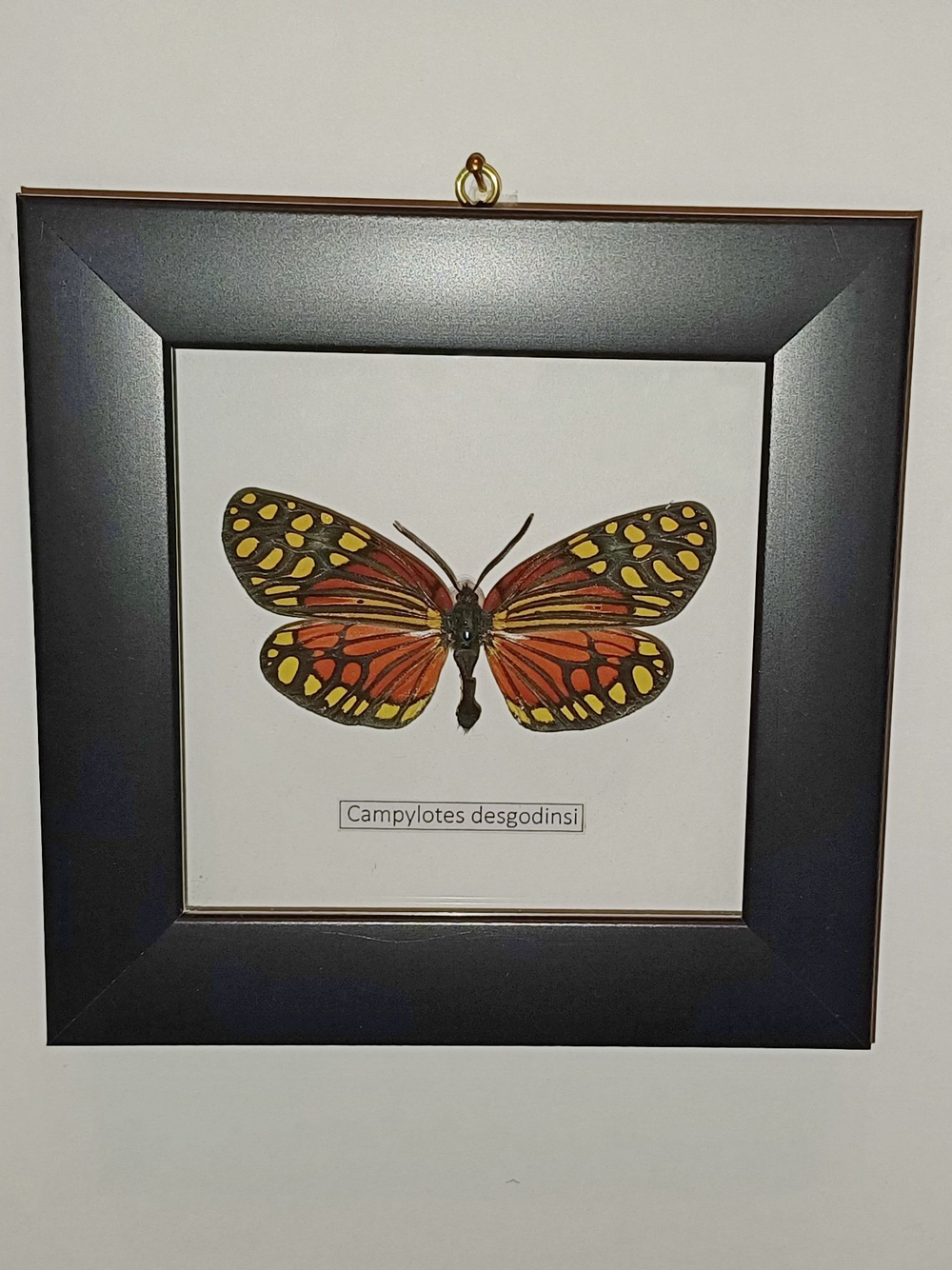 Бабочка Пестрянка Campylotes в рамке
