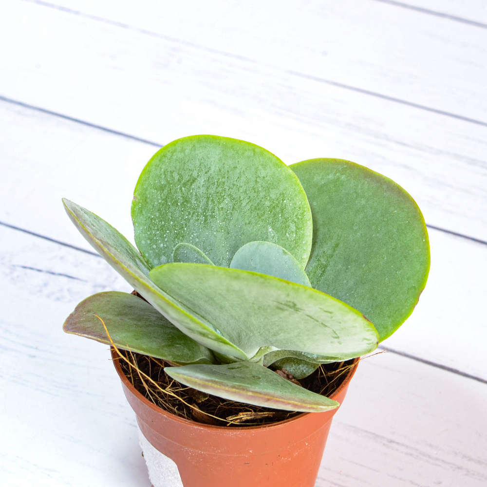 Kalanchoe Thyrsiflora red lips (Каланхоэ)