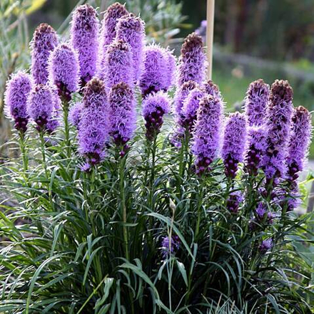 Лиатрис Флористан Виолетт