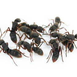 Муравьи Pseudoneoponera rufipes (Муравей-пожарник)