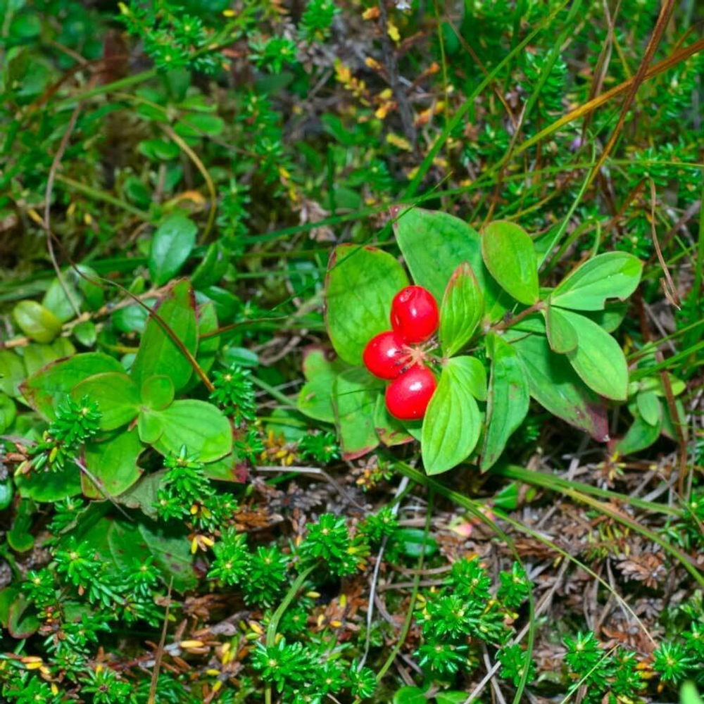 Толокнянка (лист) 500 г