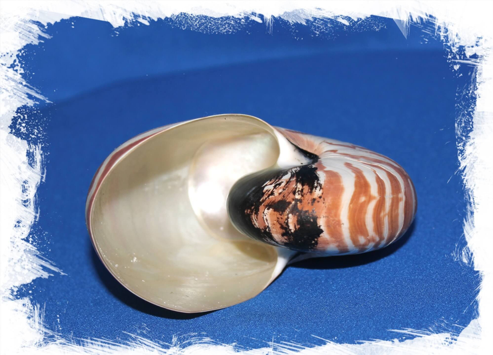 Nautilus pompilius 8 - 11 sm