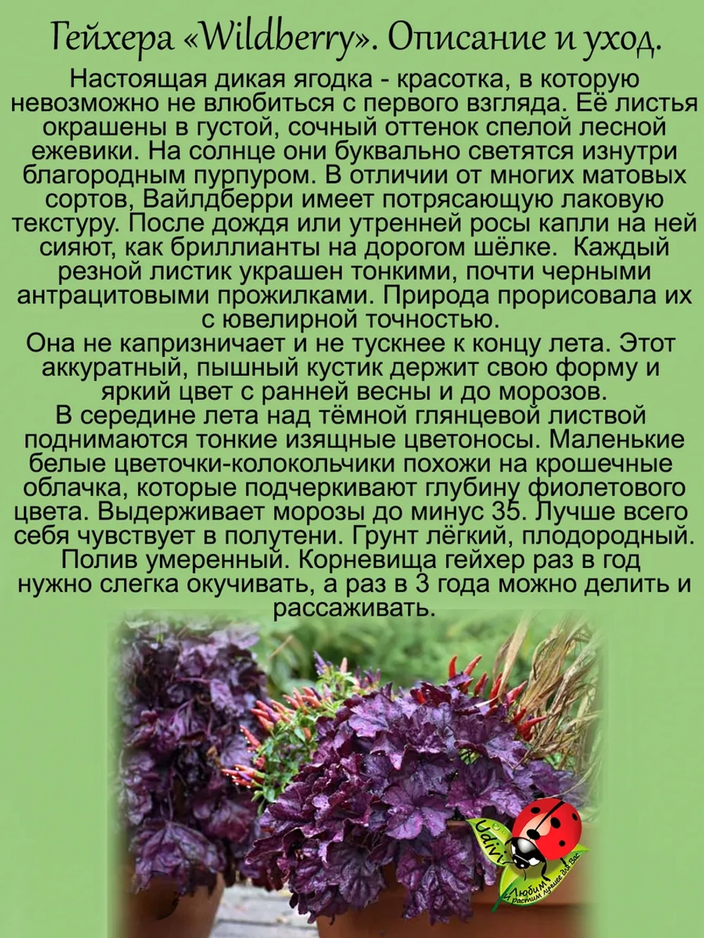 Гейхера Вайлдберри Дикая ягодка