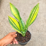 Сансевиерия BLACK ROSE INDO VAR