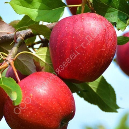 Яблоня Красное раннее
