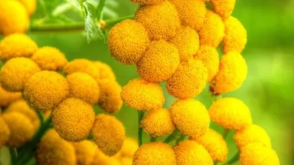 Пижма обыкновенная (дикая рябинка)