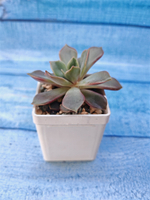 Echeveria Mina (Эхеверия)