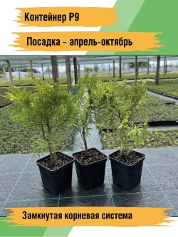 Туя саженец западная Вудварди хвойные деревья
