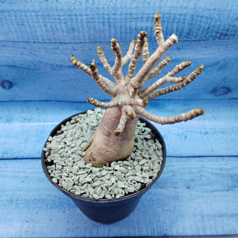 Adenium Baobab (Адениум)