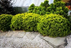 Сосна горная Винтер Голд С12 40-60 см Закупка М49 весна 2026