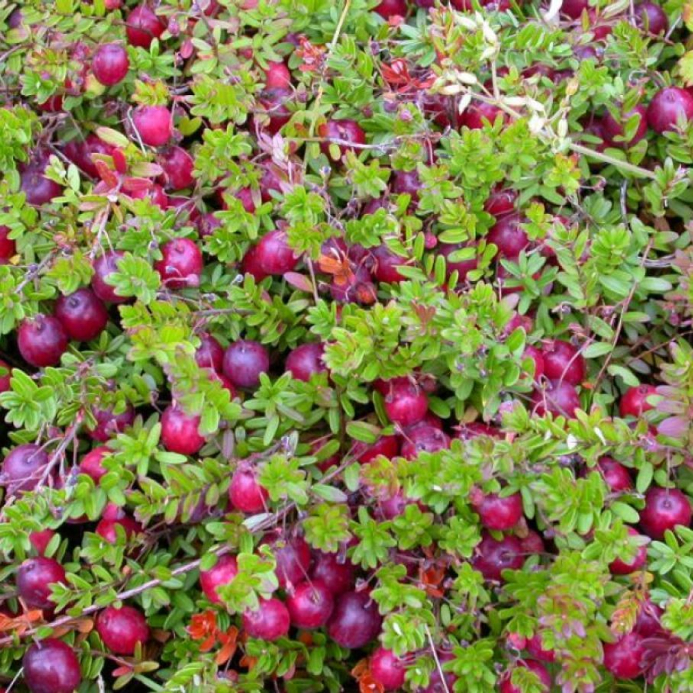 Пилигрим (Piligrim)