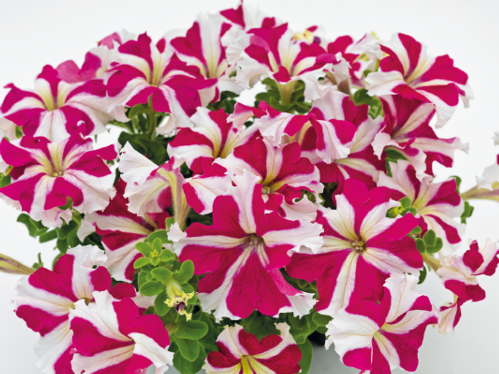 Петуния грандифлора Саксесс 360 Роуз Стар F1 (50др) Витагрин Профи