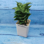 Sansevieria Mahanakorn (Сансевиерия)