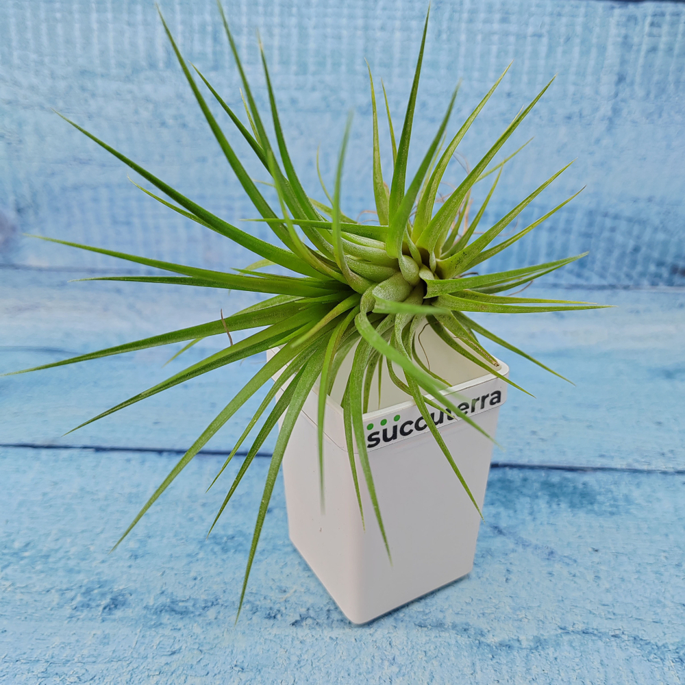 Tillandsia Ionantha (Тилландсия)