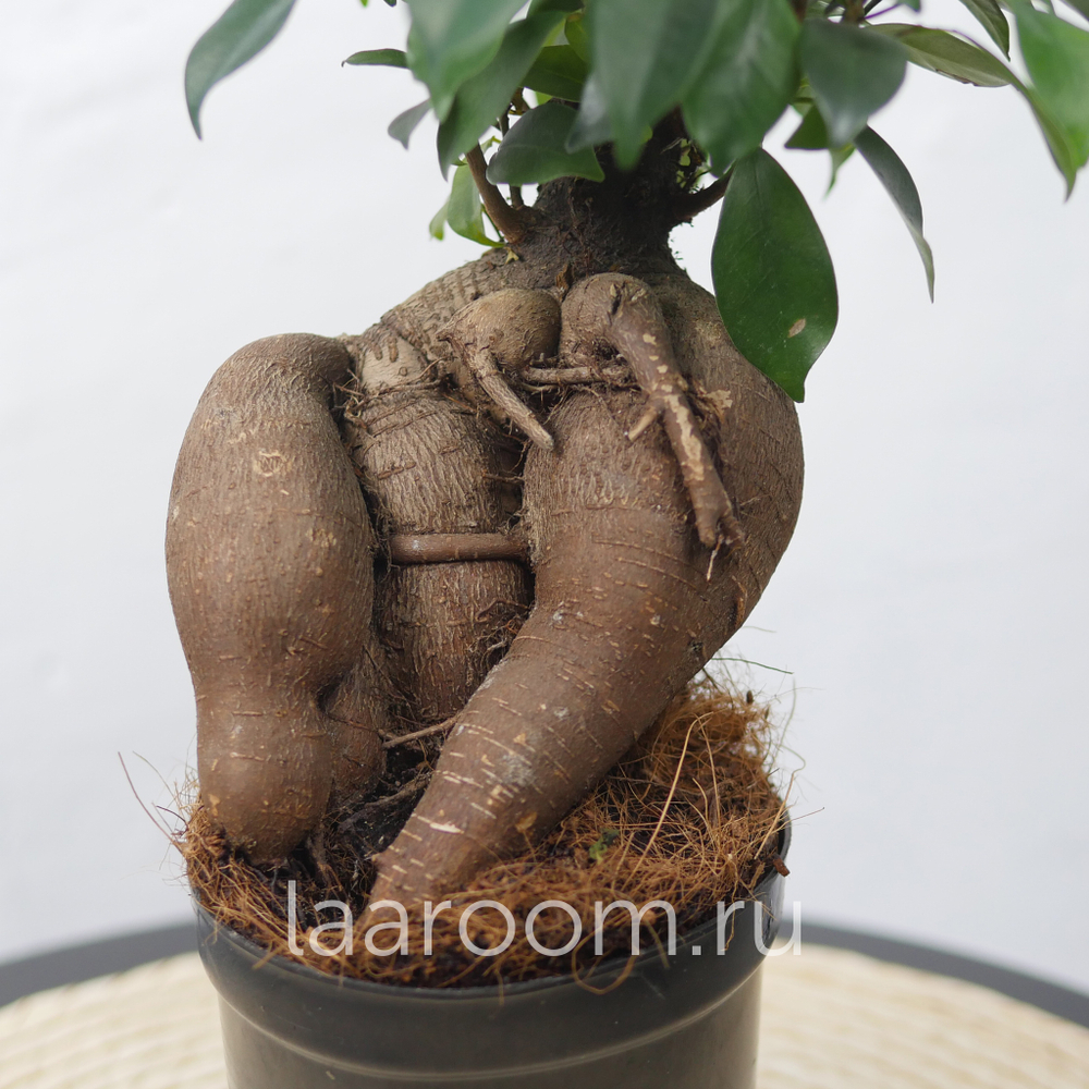 Бонсай Фикус Микрокарпа Гинсенг большой