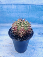 Gymnocalycium T-Rex Pink hybrid (Гимнокалициум)
