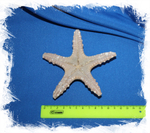 Декоративная морская звезда сушеная