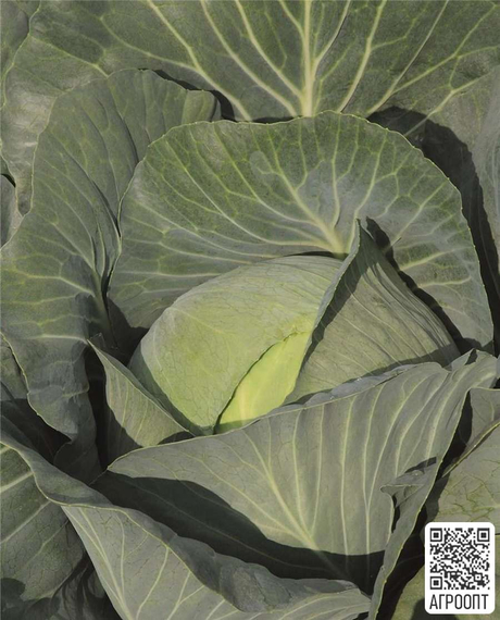 Юбилей F1 семена капусты белокочанной (Bejo / Бейо) продукт – фото 2