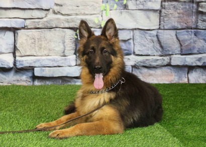 ЕСАУЛ Из Поместья Боговик - 23.03.2025 д.р.