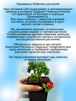 Пеларгония Бонтросаи кудрявая душистая аромат цитрусов.