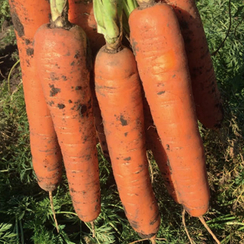 Карруба F1 семена моркови нантской (Seminis / Семинис)