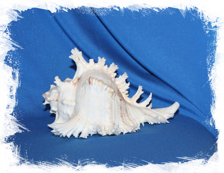 Мурекс Ветвистый, 16-19см, 1шт (5мм дырочка в нижней стенке - фото по запросу)