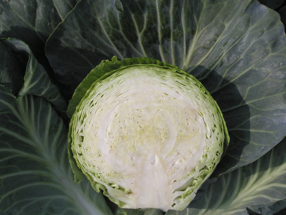 Капуста б/к Атрия F1 (100шт) Витагрин Профи