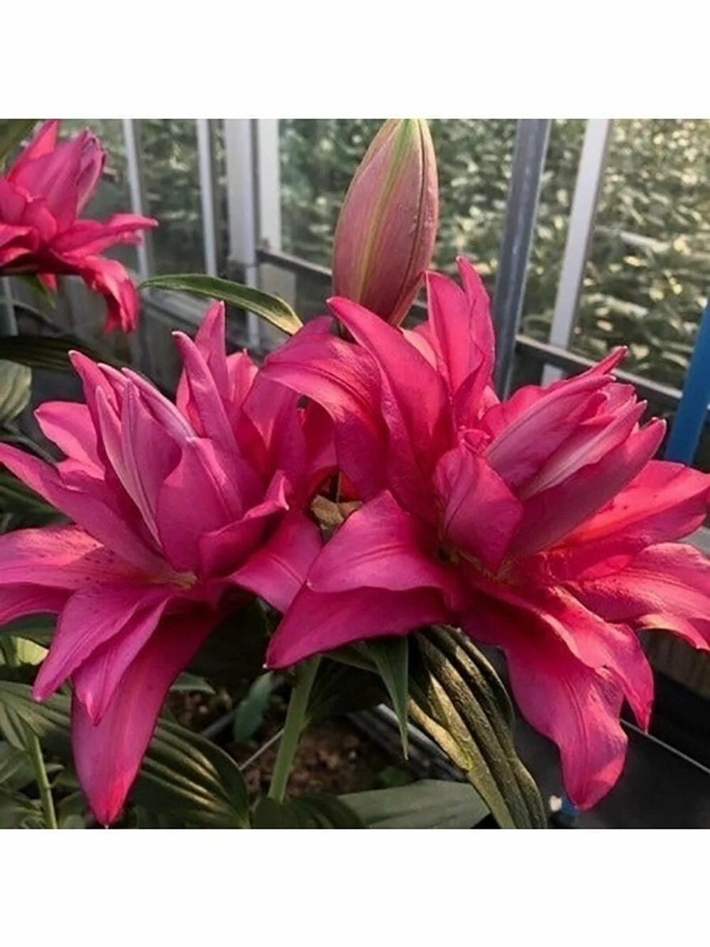 Лилия Roseliliy Rihanna (Розовидный гибрид)