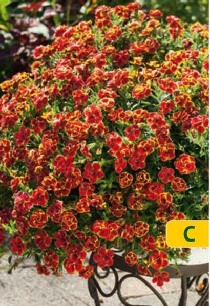 Калибрахоа ЕВРО в наличии