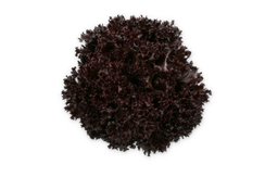 СКАМАНДЕР семена Салата айсберга листового ( Rijk Zwaan / РАЙК ЦВААН)